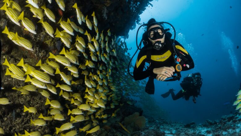 Bonaire Diving Highs